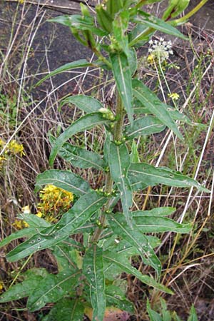 Oenothera rubrostriata \ Rotstreifige Nachtkerze / Red-Striped Evening Primrose, D Weinheim an der Bergstra&szlig;e 21.7.2014