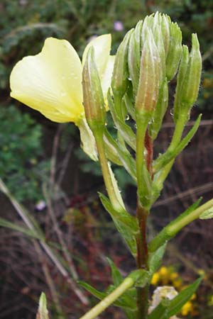 Oenothera rubrostriata \ Rotstreifige Nachtkerze / Red-Striped Evening Primrose, D Weinheim an der Bergstra&szlig;e 21.7.2014