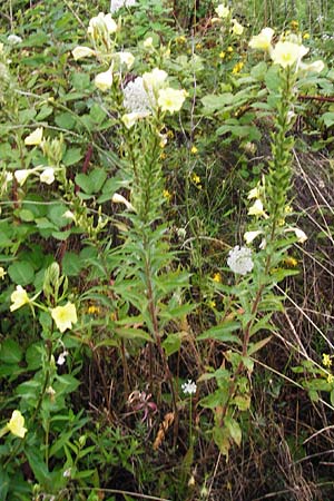 Oenothera rubrostriata \ Rotstreifige Nachtkerze / Red-Striped Evening Primrose, D Weinheim an der Bergstra&szlig;e 21.7.2014