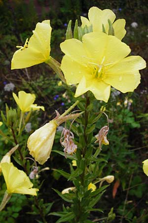 Oenothera rubrostriata \ Rotstreifige Nachtkerze / Red-Striped Evening Primrose, D Weinheim an der Bergstra&szlig;e 21.7.2014