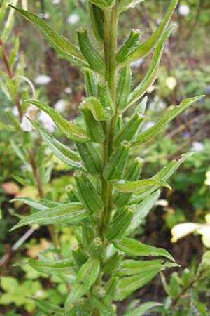 Oenothera rubrostriata \ Rotstreifige Nachtkerze / Red-Striped Evening Primrose, D Weinheim an der Bergstra&szlig;e 21.7.2014