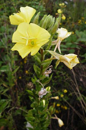 Oenothera rubrostriata \ Rotstreifige Nachtkerze / Red-Striped Evening Primrose, D Weinheim an der Bergstra&szlig;e 21.7.2014