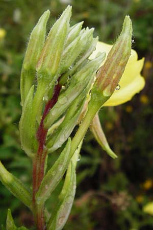 Oenothera rubrostriata \ Rotstreifige Nachtkerze / Red-Striped Evening Primrose, D Weinheim an der Bergstra&szlig;e 21.7.2014