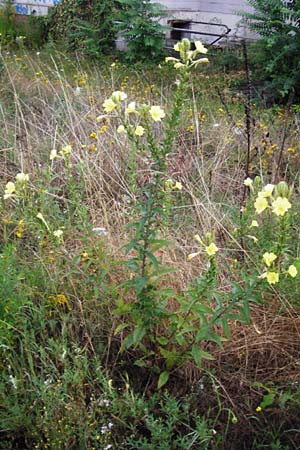 Oenothera rubrostriata \ Rotstreifige Nachtkerze / Red-Striped Evening Primrose, D Weinheim an der Bergstra&szlig;e 21.7.2014
