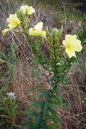 Oenothera rubrostriata \ Rotstreifige Nachtkerze / Red-Striped Evening Primrose, D Weinheim an der Bergstra&szlig;e 21.7.2014