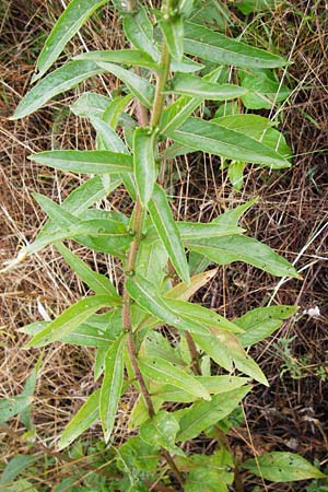 Oenothera rubrostriata \ Rotstreifige Nachtkerze / Red-Striped Evening Primrose, D Weinheim an der Bergstra&szlig;e 21.7.2014