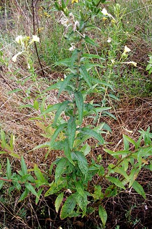 Oenothera rubrostriata \ Rotstreifige Nachtkerze / Red-Striped Evening Primrose, D Weinheim an der Bergstra&szlig;e 21.7.2014