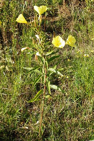 Oenothera rubrostriata \ Rotstreifige Nachtkerze / Red-Striped Evening Primrose, D Mannheim 23.7.2014