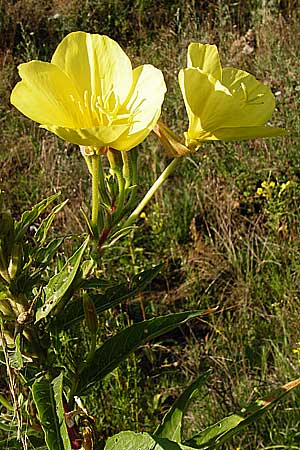 Oenothera rubrostriata \ Rotstreifige Nachtkerze / Red-Striped Evening Primrose, D Mannheim 23.7.2014