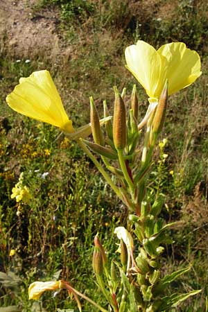 Oenothera rubrostriata \ Rotstreifige Nachtkerze / Red-Striped Evening Primrose, D Mannheim 23.7.2014