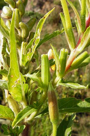 Oenothera rubrostriata \ Rotstreifige Nachtkerze / Red-Striped Evening Primrose, D Mannheim 23.7.2014