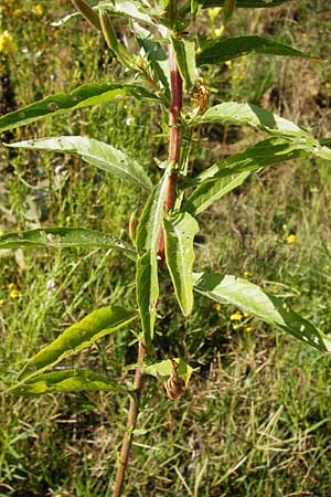 Oenothera rubrostriata \ Rotstreifige Nachtkerze / Red-Striped Evening Primrose, D Mannheim 23.7.2014