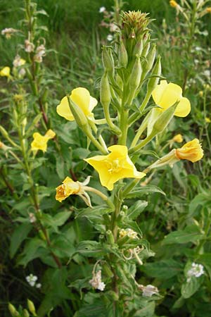 Oenothera paradoxa \ Seltsame Nachtkerze / Paradoxal Evening Primrose, D Philippsburg 28.7.2014