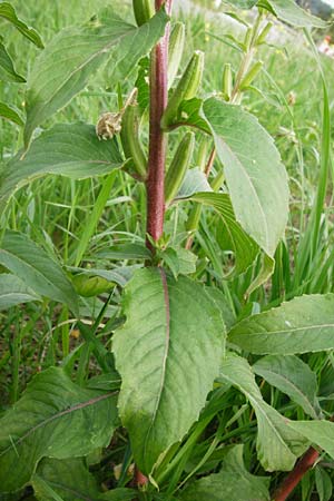 Oenothera paradoxa \ Seltsame Nachtkerze / Paradoxal Evening Primrose, D Philippsburg 28.7.2014