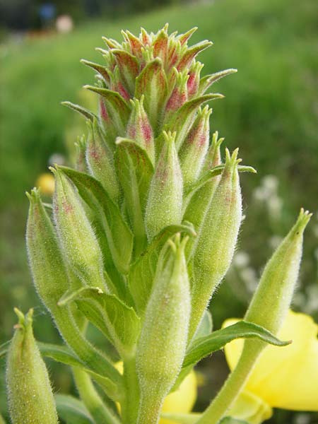 Oenothera paradoxa \ Seltsame Nachtkerze / Paradoxal Evening Primrose, D Philippsburg 28.7.2014