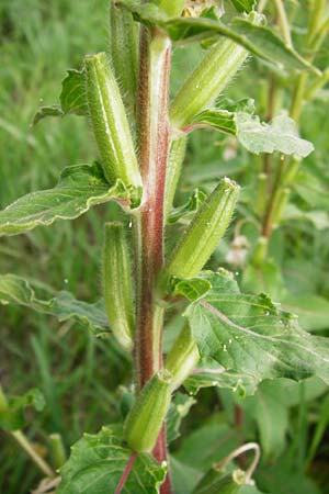 Oenothera paradoxa \ Seltsame Nachtkerze / Paradoxal Evening Primrose, D Philippsburg 28.7.2014