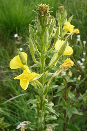 Oenothera paradoxa \ Seltsame Nachtkerze / Paradoxal Evening Primrose, D Philippsburg 28.7.2014