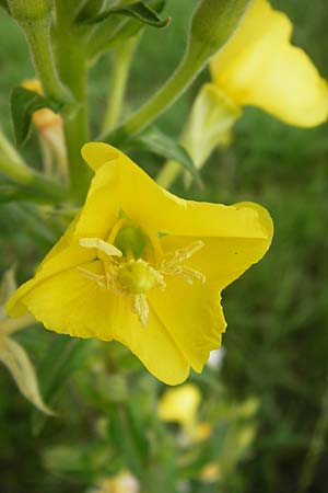 Oenothera paradoxa \ Seltsame Nachtkerze / Paradoxal Evening Primrose, D Philippsburg 28.7.2014