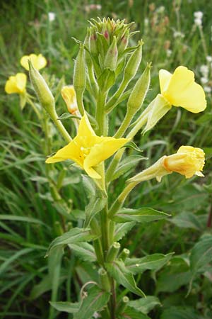 Oenothera paradoxa \ Seltsame Nachtkerze / Paradoxal Evening Primrose, D Philippsburg 28.7.2014