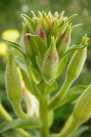 Oenothera paradoxa \ Seltsame Nachtkerze / Paradoxal Evening Primrose, D Philippsburg 28.7.2014