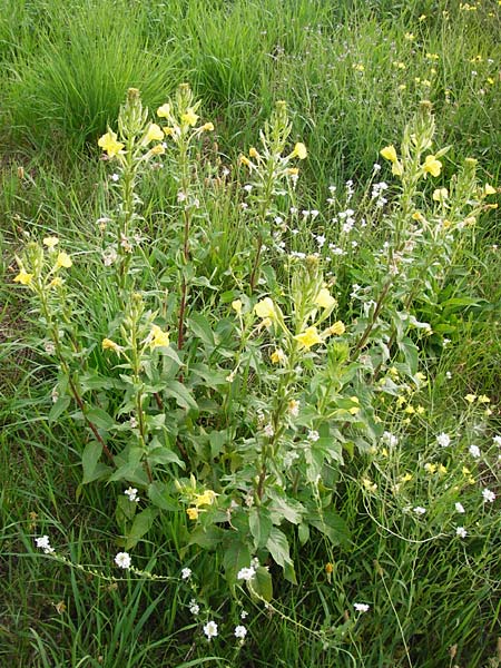 Oenothera paradoxa \ Seltsame Nachtkerze / Paradoxal Evening Primrose, D Philippsburg 28.7.2014