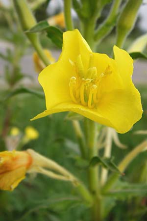 Oenothera paradoxa \ Seltsame Nachtkerze / Paradoxal Evening Primrose, D Philippsburg 28.7.2014