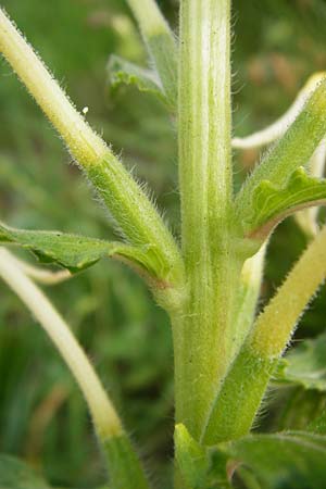 Oenothera paradoxa \ Seltsame Nachtkerze / Paradoxal Evening Primrose, D Philippsburg 28.7.2014