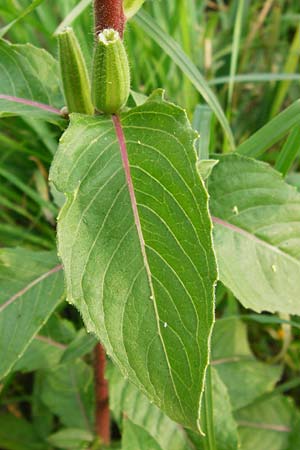 Oenothera paradoxa \ Seltsame Nachtkerze / Paradoxal Evening Primrose, D Philippsburg 28.7.2014