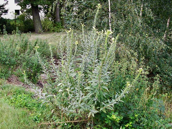 Oenothera spec2 ? \ Nachtkerze / Evening Primrose, D Hanau 3.8.2014