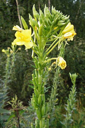 Oenothera spec2 ? \ Nachtkerze / Evening Primrose, D Hanau 3.8.2014