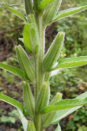 Oenothera rubriaxis \ Rotachsige Nachtkerze / Red-Axis Evening Primrose, D Odenwald, M&ouml;rlenbach 5.8.2014