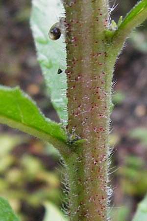 Oenothera rubriaxis \ Rotachsige Nachtkerze / Red-Axis Evening Primrose, D Odenwald, M&ouml;rlenbach 5.8.2014