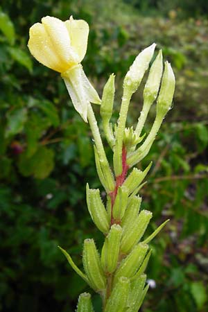Oenothera rubriaxis \ Rotachsige Nachtkerze / Red-Axis Evening Primrose, D Odenwald, M&ouml;rlenbach 5.8.2014