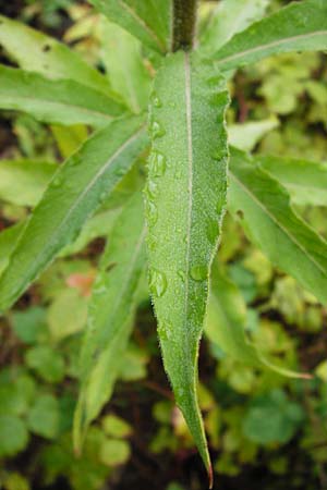 Oenothera rubriaxis \ Rotachsige Nachtkerze / Red-Axis Evening Primrose, D Odenwald, M&ouml;rlenbach 5.8.2014