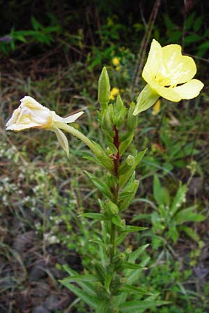 Oenothera rubriaxis \ Rotachsige Nachtkerze / Red-Axis Evening Primrose, D Odenwald, M&ouml;rlenbach 5.8.2014