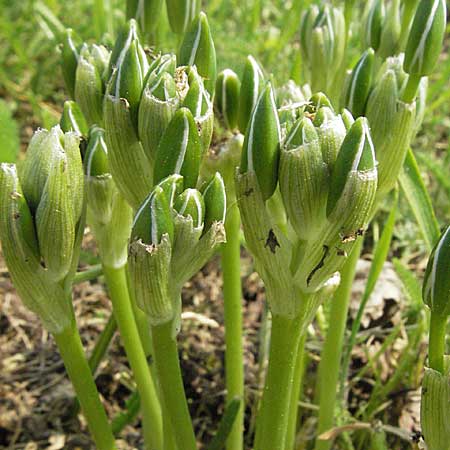 Ornithogalum divergens \ Spreizender Dolden-Milchstern / Lesser Star of Bethlehem, D Urphar am Main 6.5.2006