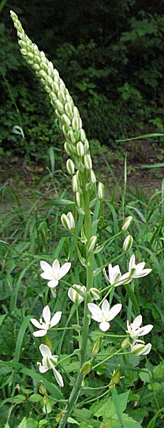 Ornithogalum brevistylum \ Kurzgriffeliger Milchstern / Pyramidal Star of Bethlehem, D Weinheim an der Bergstra&szlig;e 20.6.2006