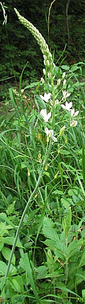 Ornithogalum brevistylum \ Kurzgriffeliger Milchstern / Pyramidal Star of Bethlehem, D Weinheim an der Bergstra&szlig;e 20.6.2006