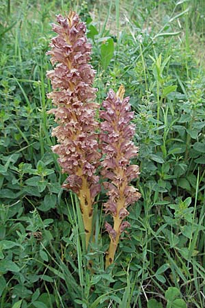 Orobanche elatior \ Groe Sommerwurz / Tall Broomrape, D Hemsbach 11.5.2007