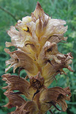 Orobanche lutea \ Gelbe Sommerwurz / Yellow Broomrape, D Hemsbach 11.5.2007