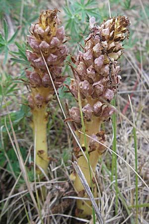 Orobanche elatior \ Groe Sommerwurz / Tall Broomrape, D Hemsbach 11.5.2007