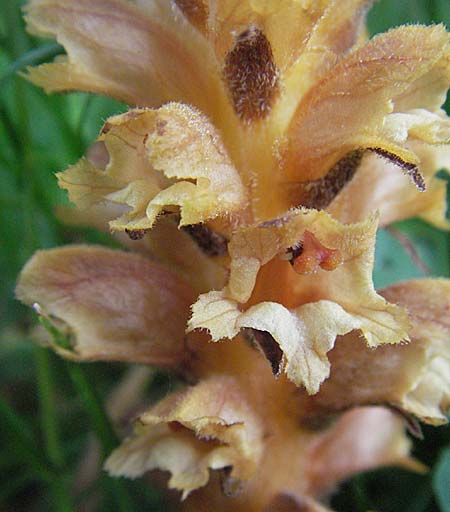 Orobanche lucorum \ Hain-Sommerwurz / Barberry Broomrape, D Botan. Gar.  Universit.  Heidelberg 22.5.2007