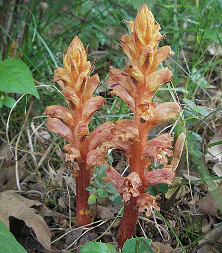 Orobanche lucorum \ Hain-Sommerwurz / Barberry Broomrape, D Botan. Gar.  Universit.  Heidelberg 22.5.2007