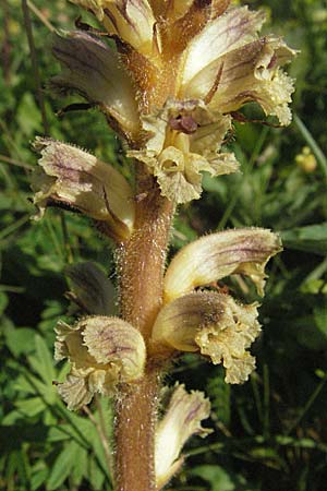 Orobanche picridis \ Bitterkraut-Sommerwurz / Picris Broomrape, Oxtongue Broomrape, D Hemsbach 11.6.2007