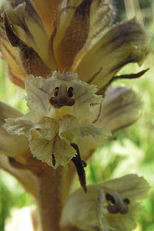 Orobanche picridis \ Bitterkraut-Sommerwurz / Picris Broomrape, Oxtongue Broomrape, D Hemsbach 11.6.2007