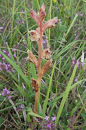 Orobanche alba \ Weie Sommerwurz / Thyme Broomrape, D Neuleiningen 12.6.2007