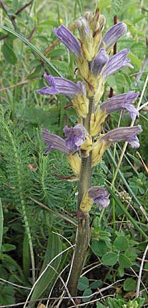 Phelipanche purpurea \ Purpur-Sommerwurz / Yarrow Broomrape, D Neuleiningen 12.6.2007