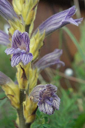 Phelipanche purpurea \ Purpur-Sommerwurz / Yarrow Broomrape, D Neuleiningen 12.6.2007