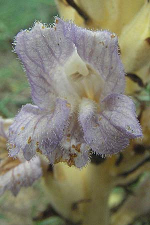 Phelipanche arenaria \ Sand-Sommerwurz / Wormwood Broomrape, D Mannheim 14.6.2007