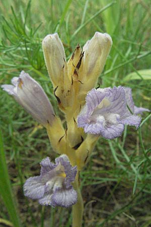 Phelipanche arenaria \ Sand-Sommerwurz / Wormwood Broomrape, D Mannheim 14.6.2007